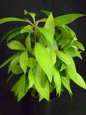 Shoebutton(Ardisia elliptica)