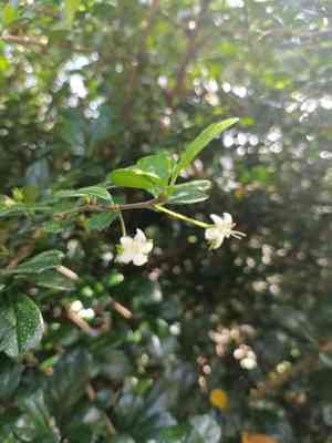 Philippine tea tree(Ehretia microphylla)