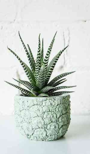Zebra plant(Haworthiopsis fasciata)