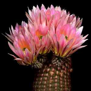 Rainbow cactus(Echinocereus pectinatus)