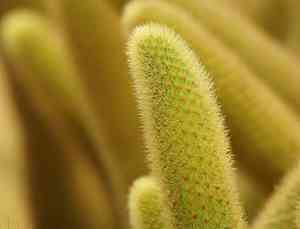 Golden rat tail(Cleistocactus winteri)