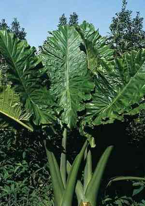 Night-Scented Lily(Alocasia odora)