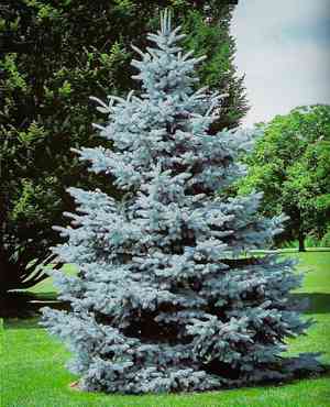 White spruce(Picea glauca)