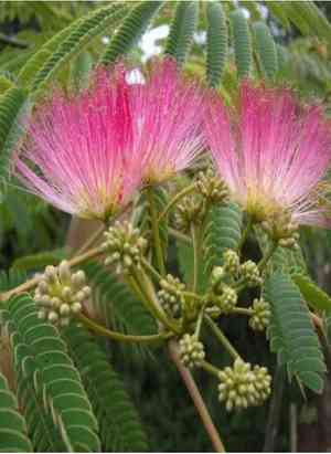 Persian silk tree(Albizia julibrissin)