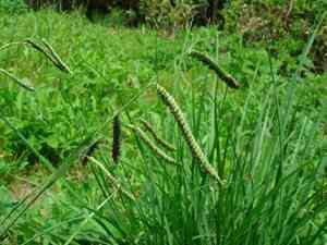 Dallis grass(Paspalum dilatatum)