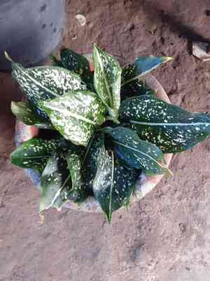 Aglaonema costatum(Aglaonema costatum)