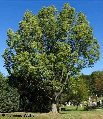 Common hackberry(Celtis occidentalis)