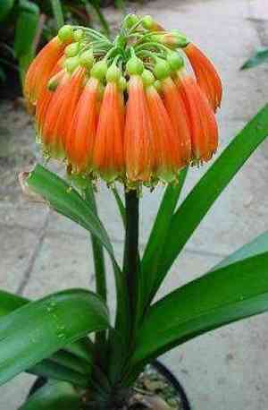 Bush lily(Clivia nobilis)
