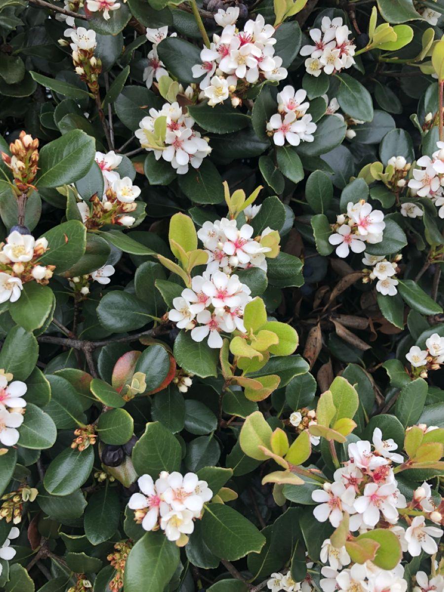 Indian hawthorn