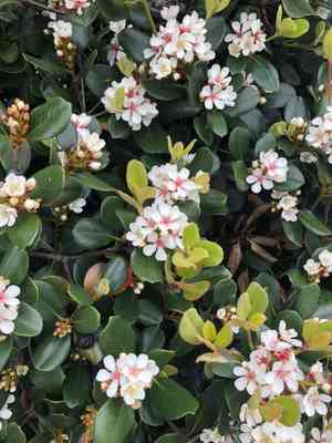 Indian hawthorn(Rhaphiolepis indica)