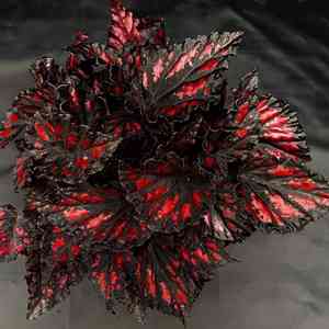 Painted-leaf begonia(Begonia rex)