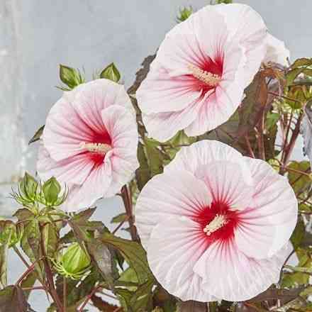 Swamp rose mallow(Hibiscus moscheutos)