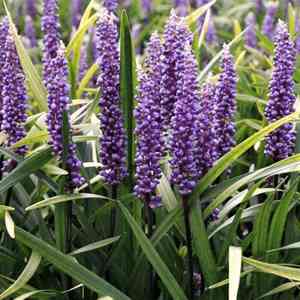 Big blue lilyturf(Liriope muscari)