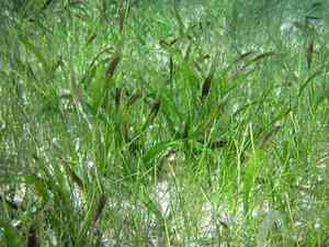 Turtle grass(Thalassia testudinum)