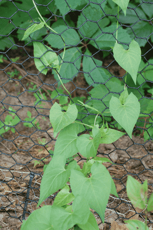 Black bindweed(Fallopia convolvulus)
