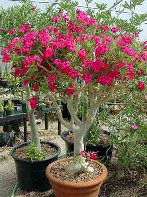 Adenium multiflorum(Adenium multiflorum)