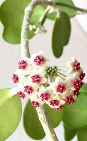 Sweetheart plant(Hoya kerrii)