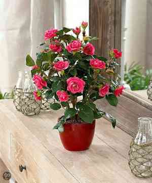 China rose(Rosa chinensis)