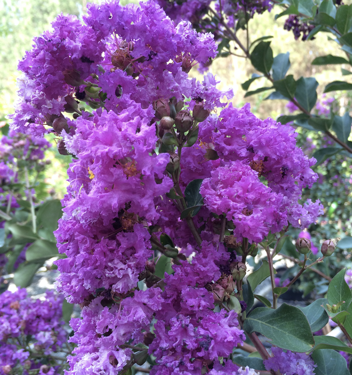 Crepe myrtle(Lagerstroemia indica)