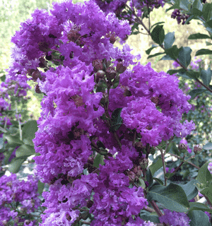 Crepe myrtle(Lagerstroemia indica)