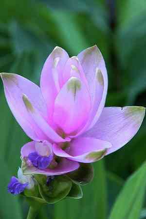 Siam tulip(Curcuma alismatifolia)
