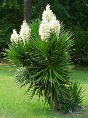 Aloe yucca(Yucca aloifolia)