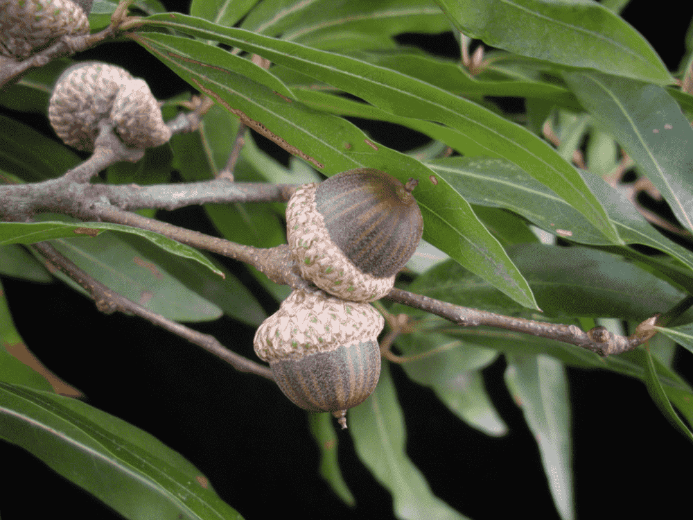 Willow oak(Quercus phellos)