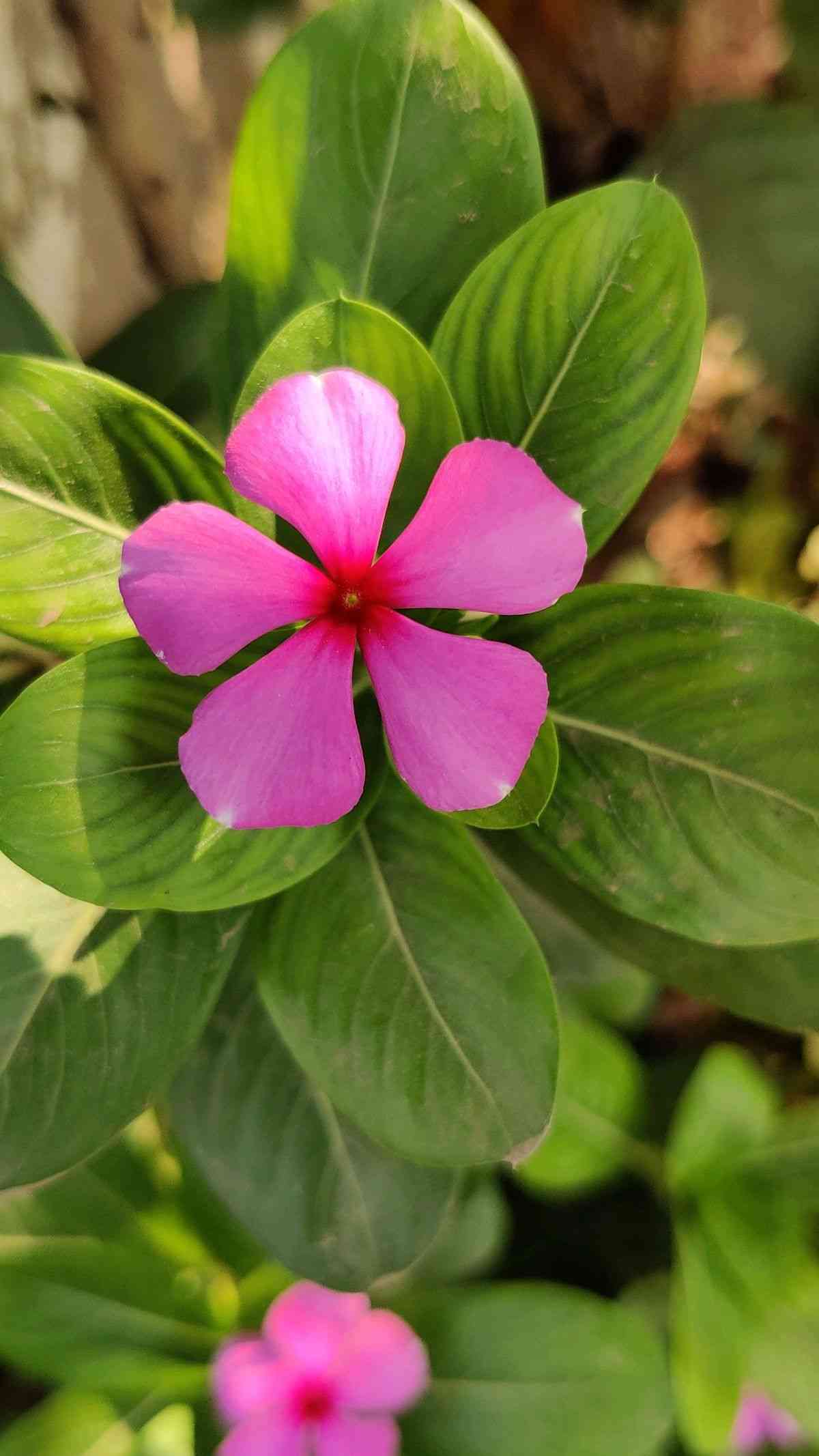 Madagascar periwinkle(Catharanthus roseus)