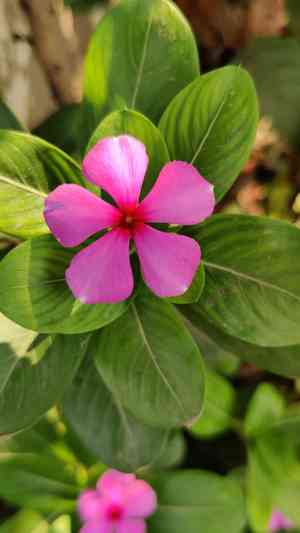 Madagascar periwinkle(Catharanthus roseus)