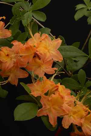 Flame azalea(Rhododendron calendulaceum)