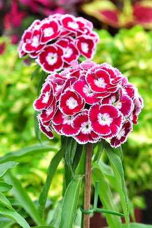 Sweet william(Dianthus barbatus)