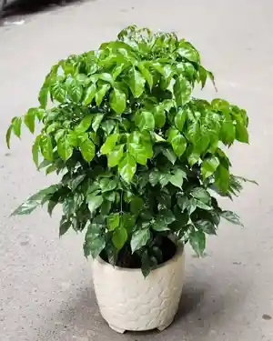 Emerald tree(Radermachera sinica)