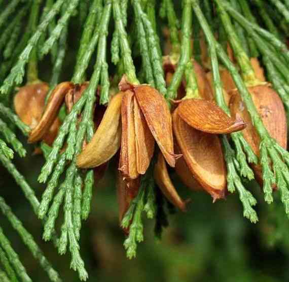 Incense cedar(Calocedrus decurrens)