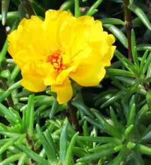 Moss rose(Portulaca grandiflora)