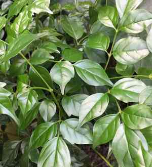 Emerald tree(Radermachera sinica)