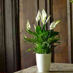 Spathiphyllum wendlandii(Spathiphyllum wendlandii)