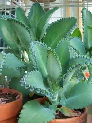 Mother of thousands(Kalanchoe laetivirens)