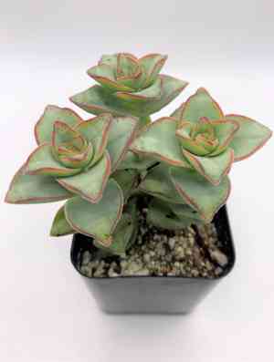 String of buttons(Crassula perforata)