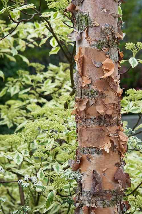 River birch(Betula nigra)