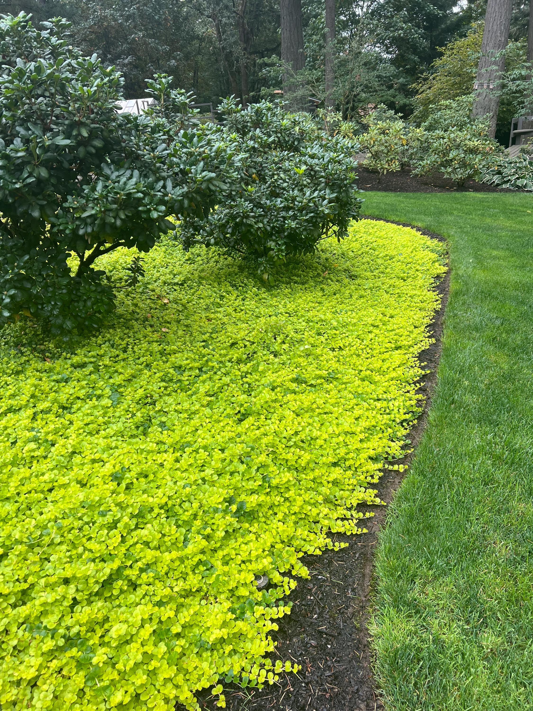 Creeping jenny
