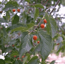 Sugarberry(Celtis laevigata)