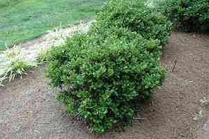 Chinese holly(Ilex cornuta)
