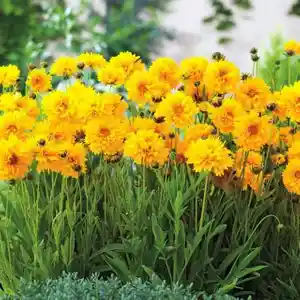 Large-flowered tickseed(Coreopsis grandiflora)