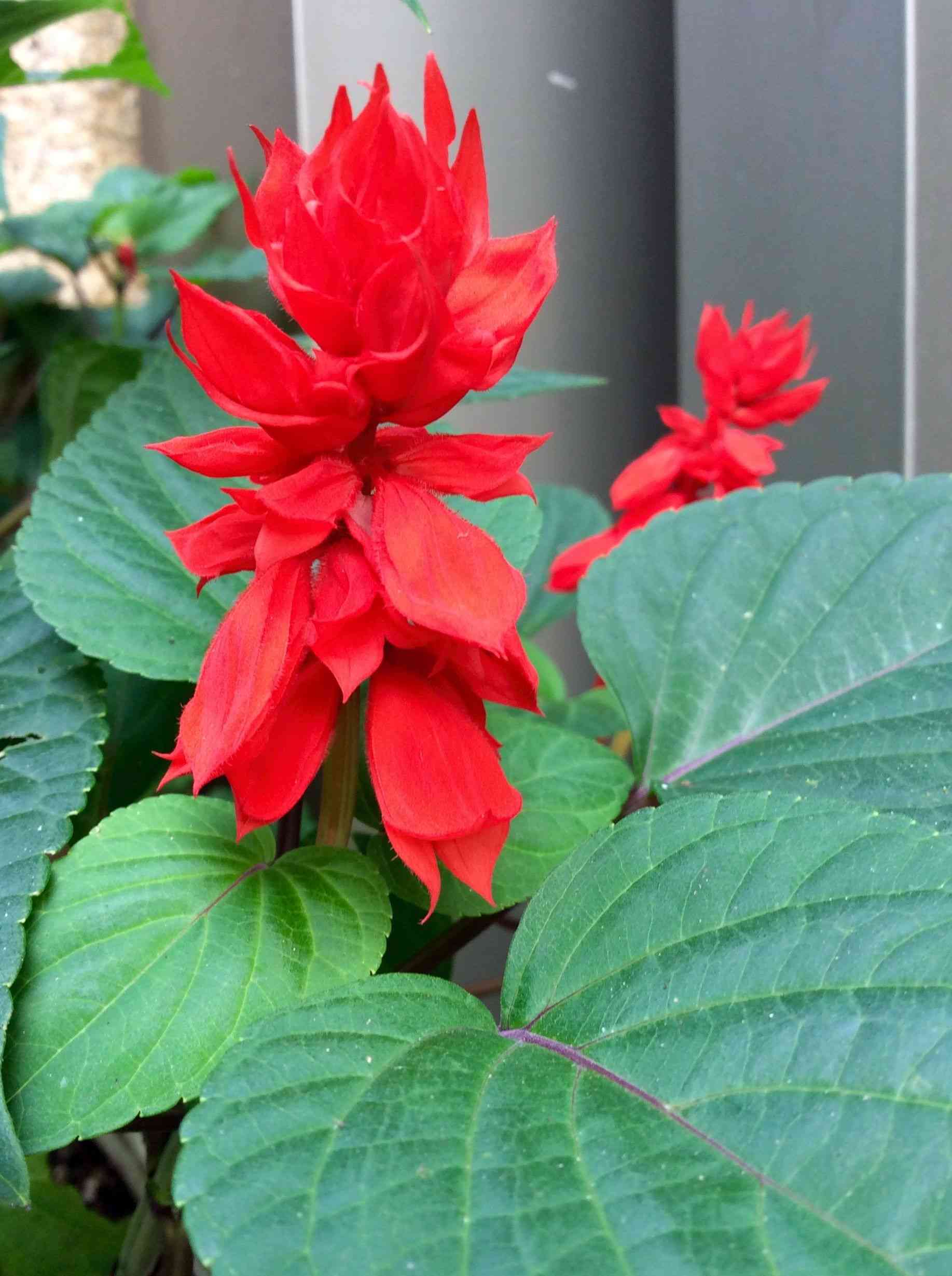 Scarlet sage(Salvia splendens)