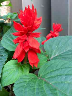 Scarlet sage(Salvia splendens)