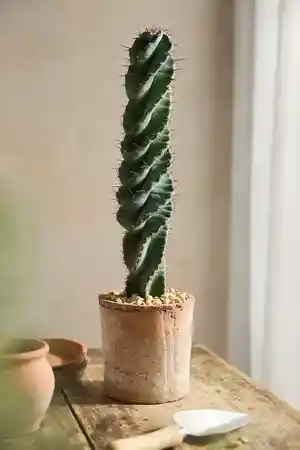 Cereus forbesii(Cereus forbesii)