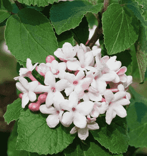 Koreanspice viburnum(Viburnum carlesii)