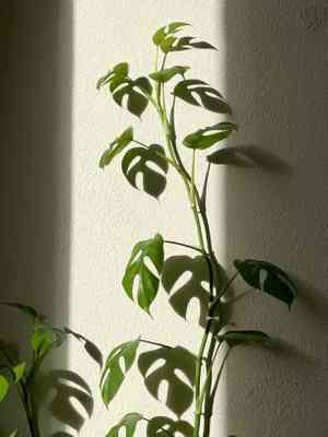 Monstera minima(Monstera minima)