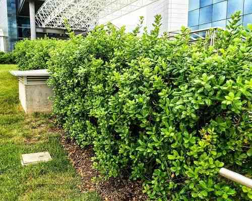 Chinese holly(Ilex cornuta)