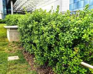 Chinese holly(Ilex cornuta)